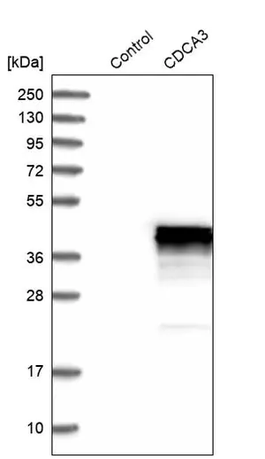 Merck Anti-CDCA3 antibody produced in rabbit