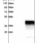 Merck Anti-CDCA3 antibody produced in rabbit