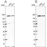 Merck Anti-EPRS antibody produced in rabbit