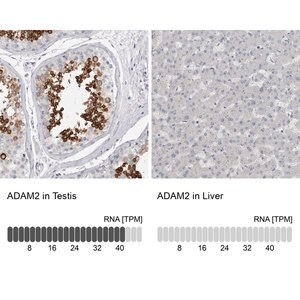 Merck Anti-ADAM2 antibody produced in rabbit