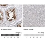 Merck Anti-ADAM2 antibody produced in rabbit