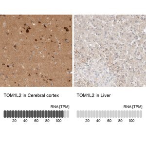 Merck Anti-TOM1L2 antibody produced in rabbit