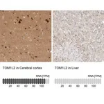 Merck Anti-TOM1L2 antibody produced in rabbit