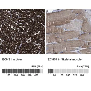 Merck Anti-ECHS1 antibody produced in rabbit