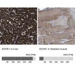 Merck Anti-ECHS1 antibody produced in rabbit