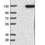Merck Anti-GARNL3 antibody produced in rabbit