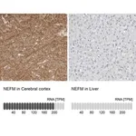 Merck Anti-NEFM antibody produced in rabbit