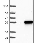 Merck Anti-TWISTNB antibody produced in rabbit