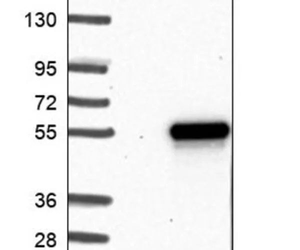 Merck Anti-TWISTNB antibody produced in rabbit