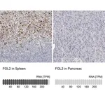 Merck Anti-FGL2 antibody produced in rabbit