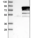 Merck Anti-GTF2F1 antibody produced in rabbit