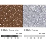 Merck Anti-SH3GL2 antibody produced in rabbit
