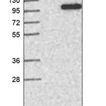 Merck Anti-TRMT1L antibody produced in rabbit