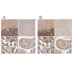 Merck Anti-CBLL1 antibody produced in rabbit