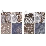 Merck Anti-MDH2 antibody produced in rabbit