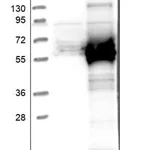 Merck Anti-PRKAR1B antibody produced in rabbit