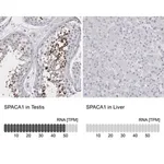 Merck Anti-SPACA1 antibody produced in rabbit
