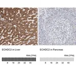 Merck Anti-ECHDC2 antibody produced in rabbit