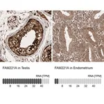 Merck Anti-FAM221A antibody produced in rabbit