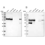 Merck Anti-LUC7L3 antibody produced in rabbit