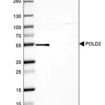 Merck Anti-POLD2 antibody produced in rabbit