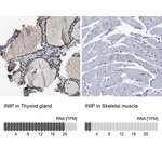 Merck Anti-INIP antibody produced in rabbit