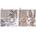 Merck Anti-DARS antibody produced in rabbit