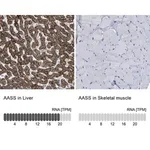 Merck Anti-AASS antibody produced in rabbit