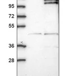 Merck Anti-CCDC146 antibody produced in rabbit