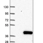 Merck Anti-PPIE antibody produced in rabbit