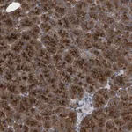 Merck Anti-C9orf16 antibody produced in rabbit