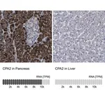 Merck Anti-CPA2 antibody produced in rabbit