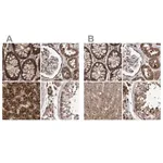 Merck Anti-PECR antibody produced in rabbit