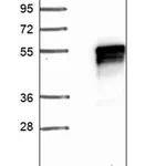 Merck Anti-ANKRD40 antibody produced in rabbit