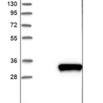 Merck Anti-HDHD3 antibody produced in rabbit