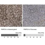 Merck Anti-PMPCA antibody produced in rabbit
