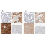 Merck Anti-RIDA antibody produced in rabbit