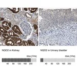 Merck Anti-NQO2 antibody produced in rabbit