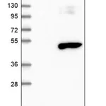 Merck Anti-TRMT10B antibody produced in rabbit