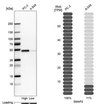 Merck Anti-SMAP2 antibody produced in rabbit