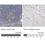 Merck Anti-PFAS antibody produced in rabbit