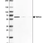 Merck Anti-TBRG4 antibody produced in rabbit