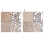 Merck Anti-MPRIP antibody produced in rabbit