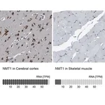 Merck Anti-NMT1 antibody produced in rabbit