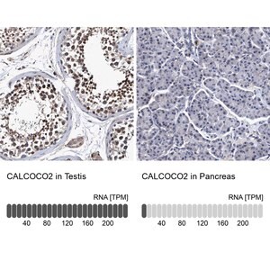 Merck Anti-CALCOCO2 antibody produced in rabbit