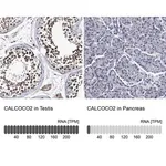 Merck Anti-CALCOCO2 antibody produced in rabbit