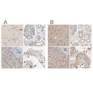 Merck Anti-DCAF7 antibody produced in rabbit