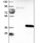 Merck Anti-CHMP6 antibody produced in rabbit