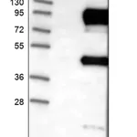 Merck Anti-DVL2 antibody produced in rabbit