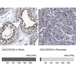 Merck Anti-CALCOCO2 antibody produced in rabbit